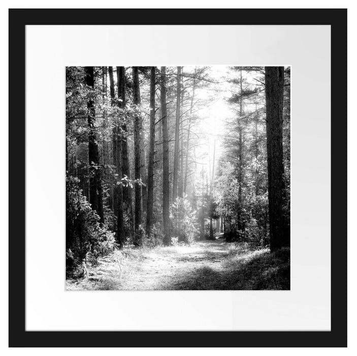 Sonnige Lichtung im Herbstwald, Monochrome Passepartout Quadratisch 40