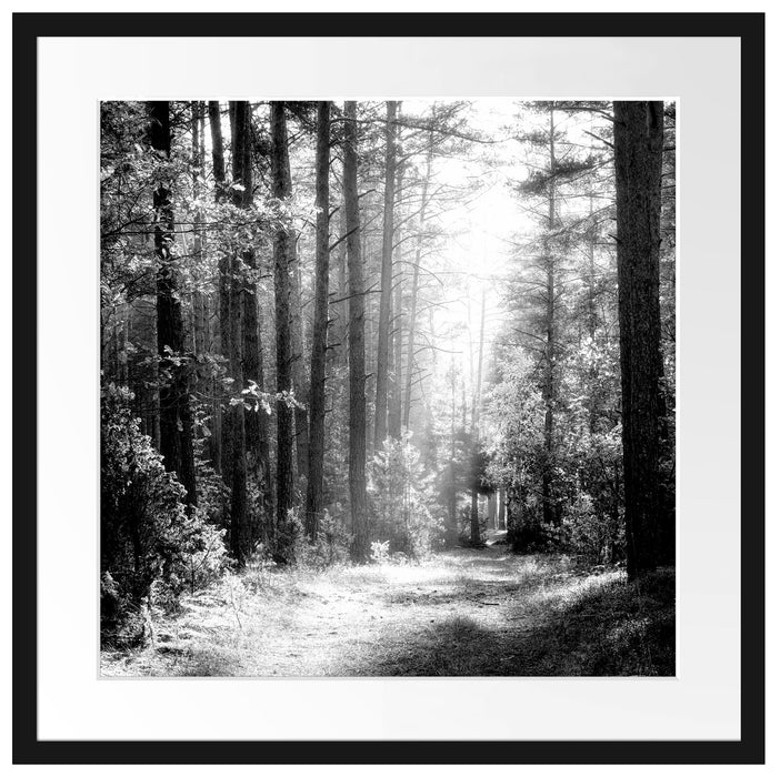 Sonnige Lichtung im Herbstwald, Monochrome Passepartout Quadratisch 55