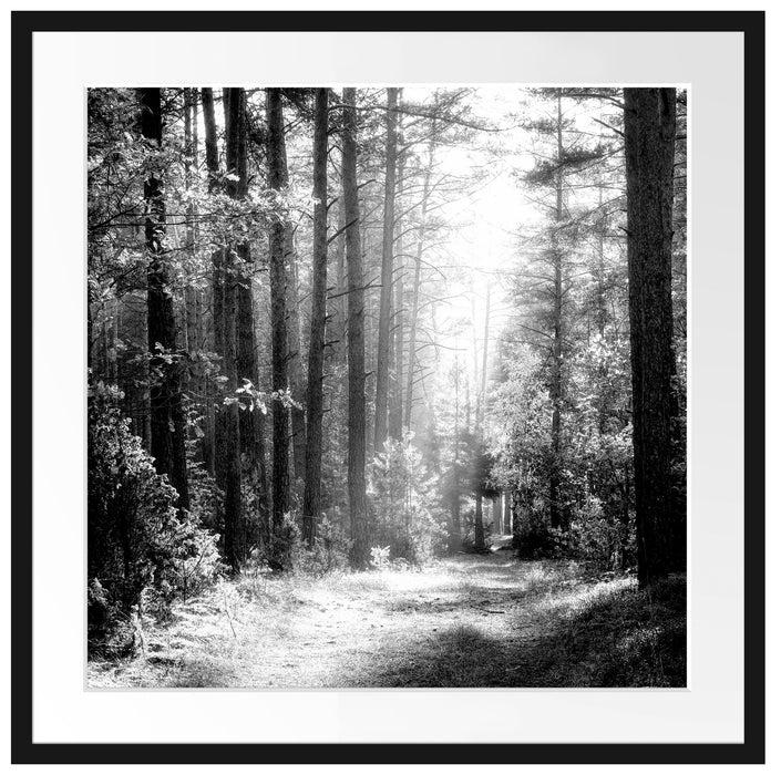 Sonnige Lichtung im Herbstwald, Monochrome Passepartout Quadratisch 70