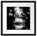 Magische Lotusblüte mit Glitzerstaub, Monochrome Passepartout Quadratisch 40