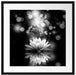 Magische Lotusblüte mit Glitzerstaub, Monochrome Passepartout Quadratisch 55