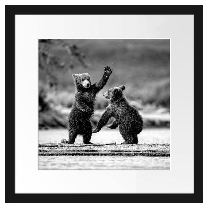 Junge Braunbären spielen am Fluss, Monochrome Passepartout Quadratisch 40