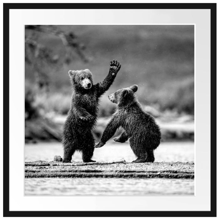 Junge Braunbären spielen am Fluss, Monochrome Passepartout Quadratisch 70