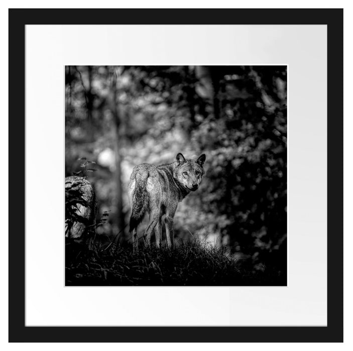 Ängstlicher Wolf im Wald, Monochrome Passepartout Quadratisch 40