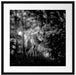 Ängstlicher Wolf im Wald, Monochrome Passepartout Quadratisch 55