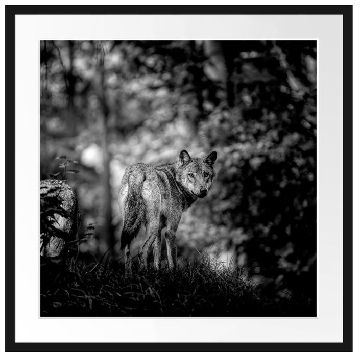 Ängstlicher Wolf im Wald, Monochrome Passepartout Quadratisch 70