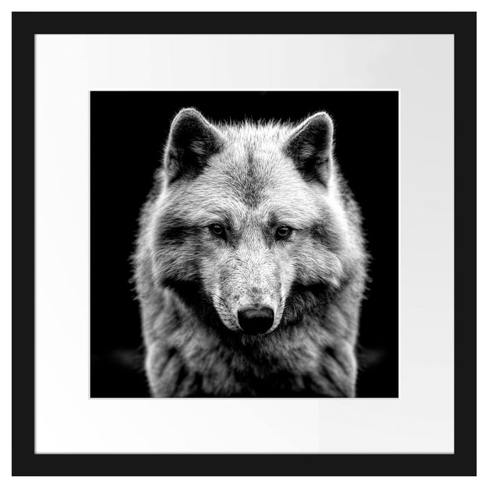 Nahaufnahme junger Polarwolf, Monochrome Passepartout Quadratisch 40