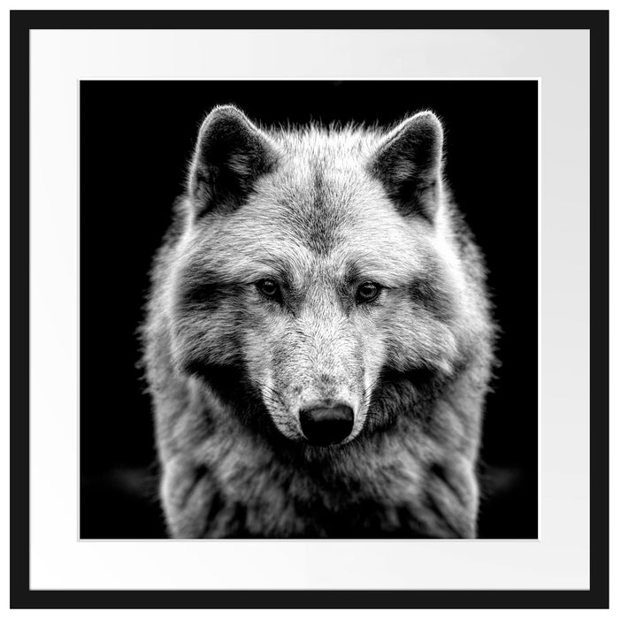 Nahaufnahme junger Polarwolf, Monochrome Passepartout Quadratisch 55