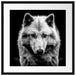 Nahaufnahme junger Polarwolf, Monochrome Passepartout Quadratisch 55