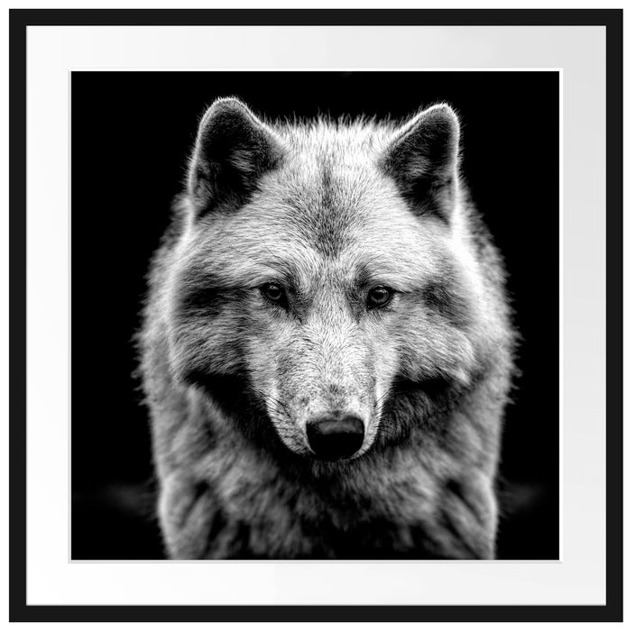 Nahaufnahme junger Polarwolf, Monochrome Passepartout Quadratisch 70