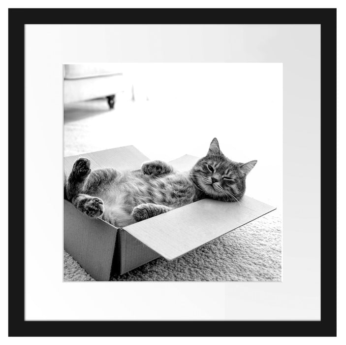 Müde Katze schläft im Karton, Monochrome Passepartout Quadratisch 40