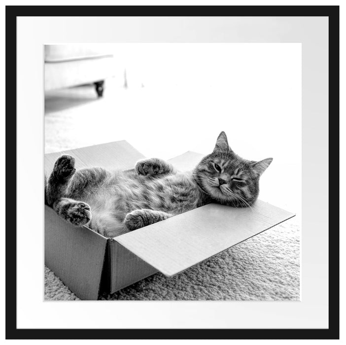 Müde Katze schläft im Karton, Monochrome Passepartout Quadratisch 55