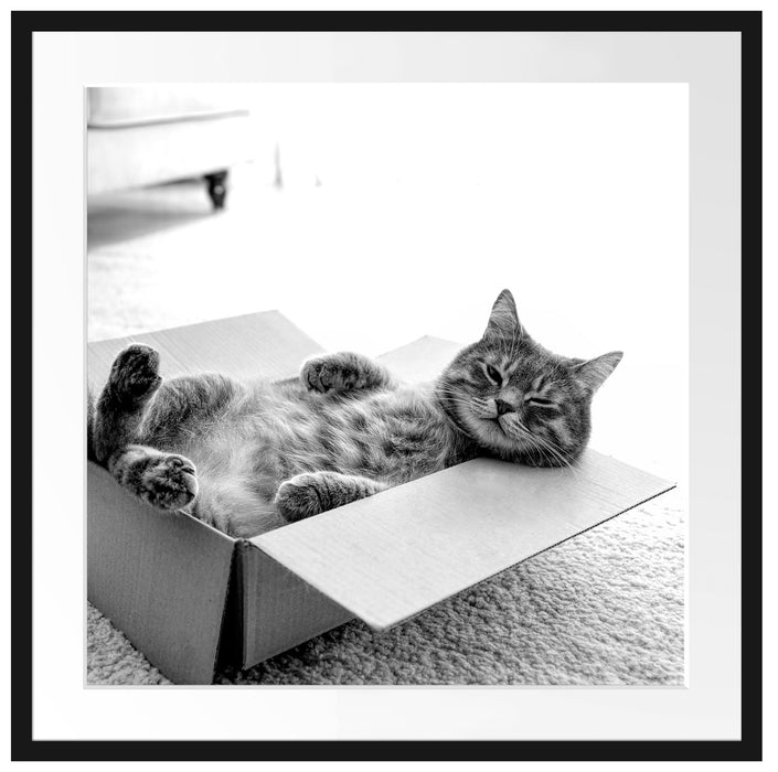 Müde Katze schläft im Karton, Monochrome Passepartout Quadratisch 70