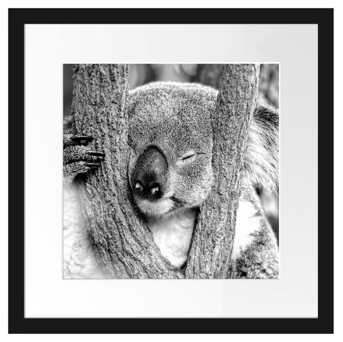 Koala schläft mit Kopf in Astgabel, Monochrome Passepartout Quadratisch 40