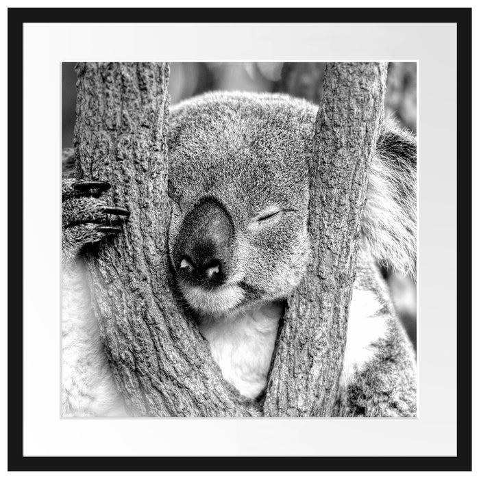 Koala schläft mit Kopf in Astgabel, Monochrome Passepartout Quadratisch 55