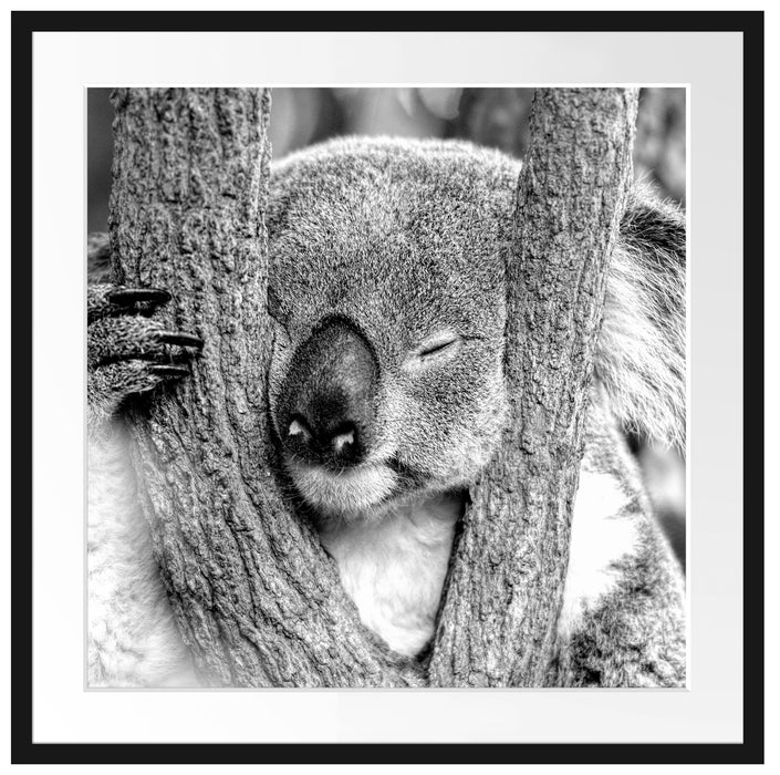 Koala schläft mit Kopf in Astgabel, Monochrome Passepartout Quadratisch 70
