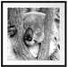 Koala schläft mit Kopf in Astgabel, Monochrome Passepartout Quadratisch 70