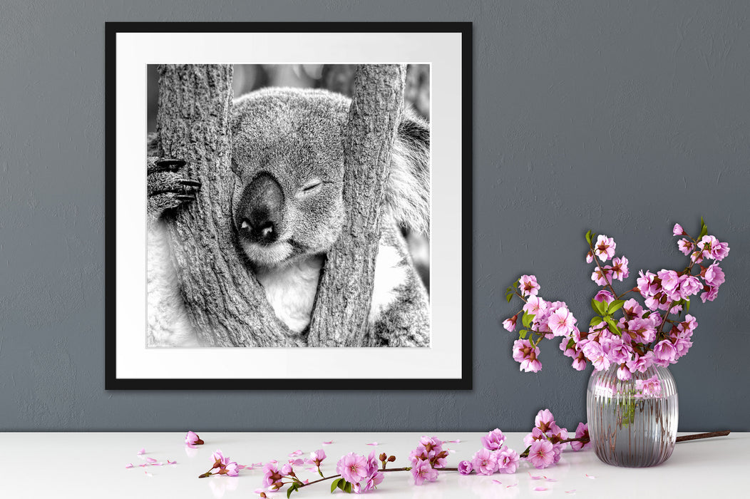 Koala schläft mit Kopf in Astgabel, Monochrome Passepartout Detail Quadratisch
