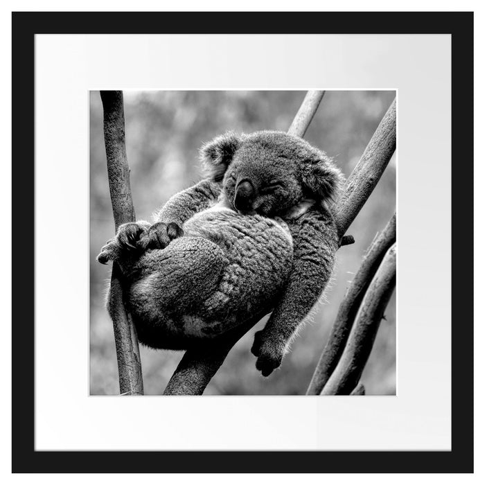 Schlafender Koala in Astgabelung, Monochrome Passepartout Quadratisch 40