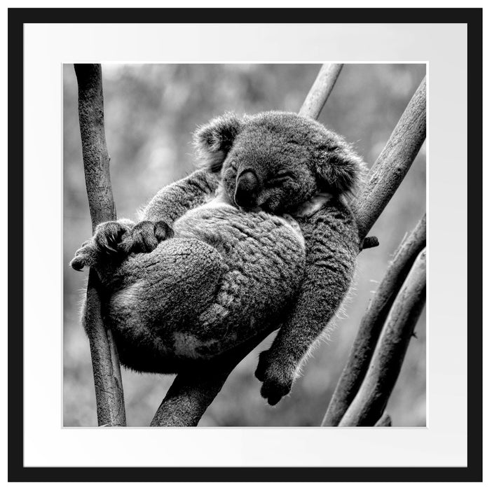 Schlafender Koala in Astgabelung, Monochrome Passepartout Quadratisch 55