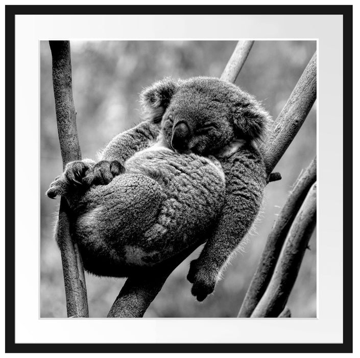 Schlafender Koala in Astgabelung, Monochrome Passepartout Quadratisch 70