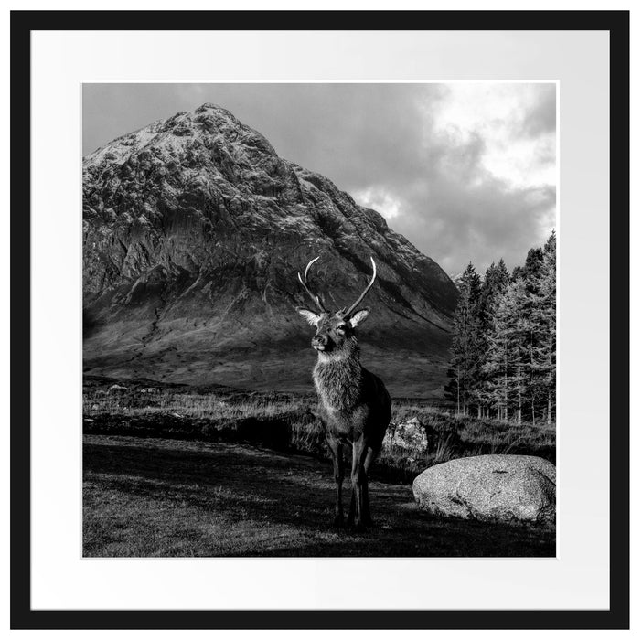 Einsames Rentier vor Berglandschaft, Monochrome Passepartout Quadratisch 55