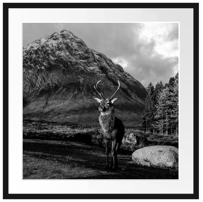 Einsames Rentier vor Berglandschaft, Monochrome Passepartout Quadratisch 70