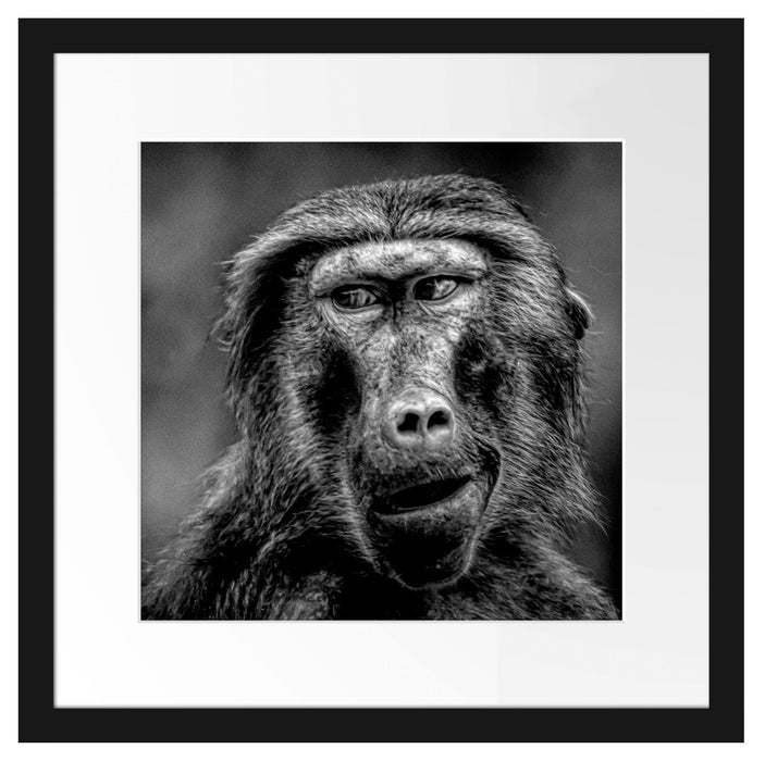 Skeptischer Affe schielt zur Seite, Monochrome Passepartout Quadratisch 40