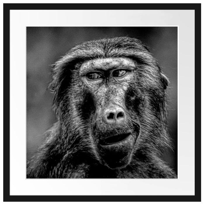 Skeptischer Affe schielt zur Seite, Monochrome Passepartout Quadratisch 55