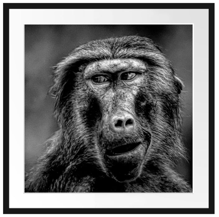 Skeptischer Affe schielt zur Seite, Monochrome Passepartout Quadratisch 70