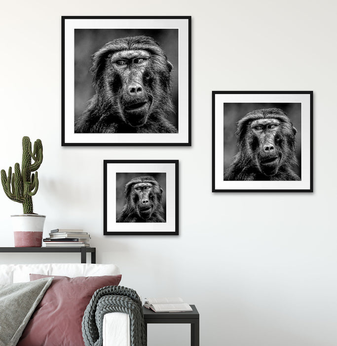 Skeptischer Affe schielt zur Seite, Monochrome Passepartout Wohnzimmer Quadratisch