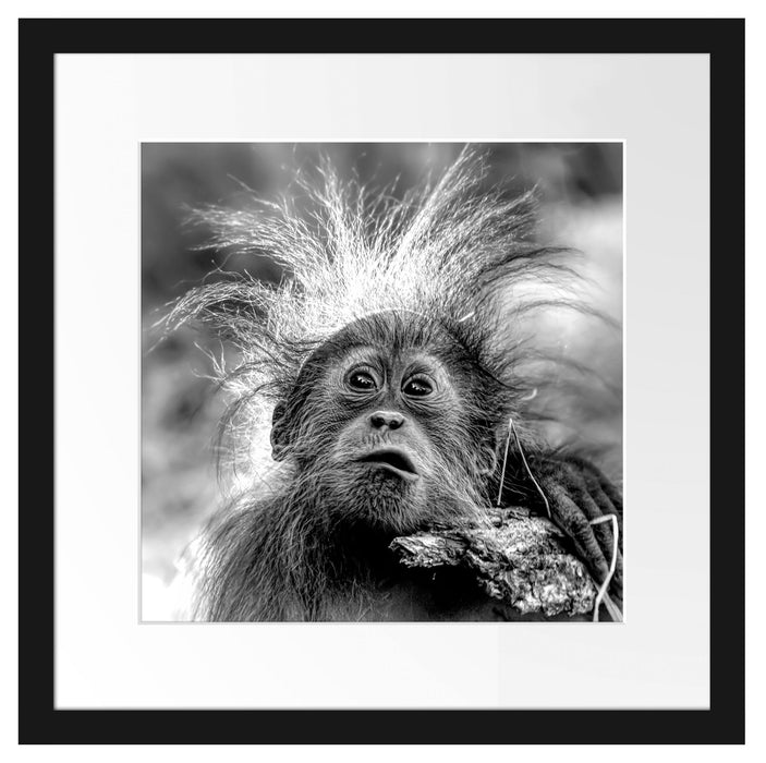 Lustiger Baby Orang-Utan mit Rinde, Monochrome Passepartout Quadratisch 40