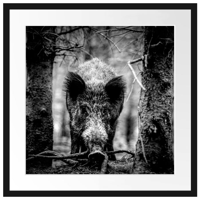 Nahaufnahme Wildschwein im Wald, Monochrome Passepartout Quadratisch 55