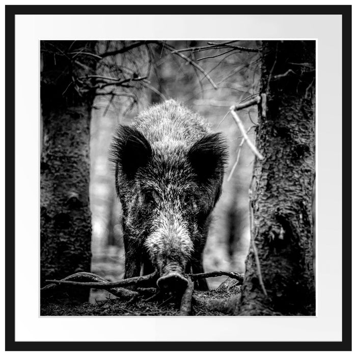 Nahaufnahme Wildschwein im Wald, Monochrome Passepartout Quadratisch 70