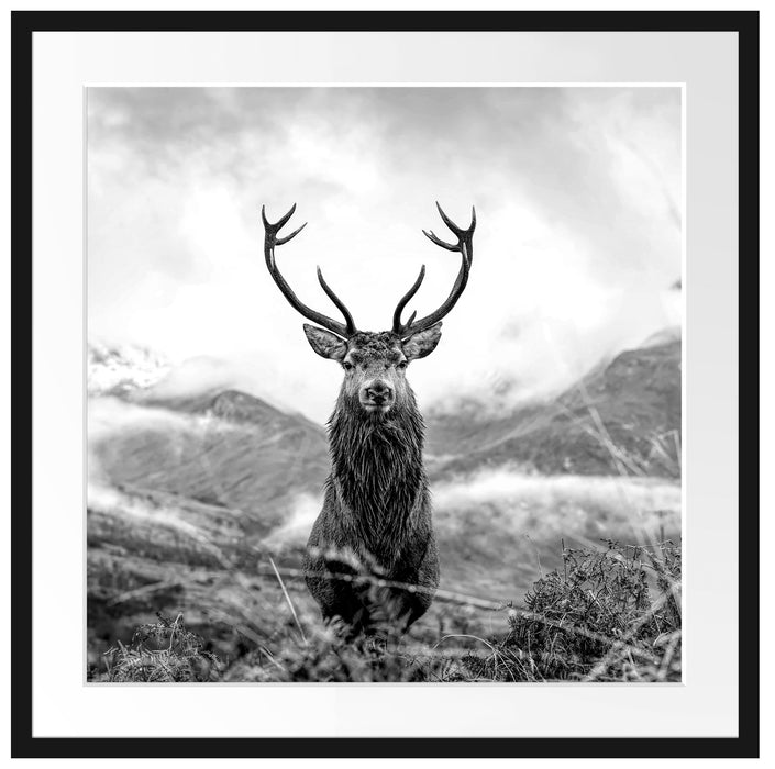 Majestätischer Hirsch in Berglandschaft, Monochrome Passepartout Quadratisch 70