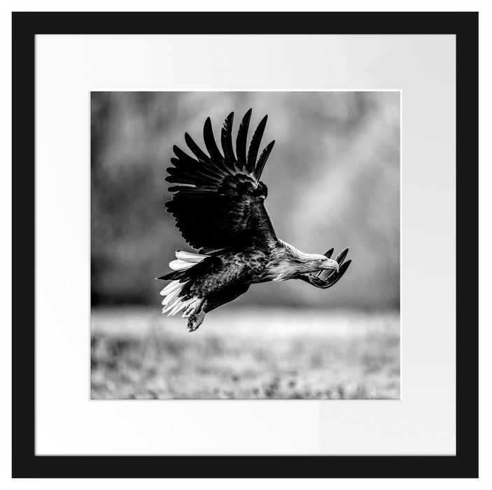 Nahaufnahme Adler bei der Jagd, Monochrome Passepartout Quadratisch 40