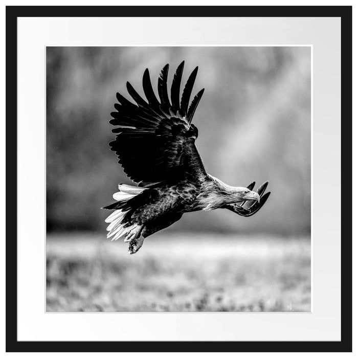 Nahaufnahme Adler bei der Jagd, Monochrome Passepartout Quadratisch 55