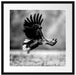 Nahaufnahme Adler bei der Jagd, Monochrome Passepartout Quadratisch 55