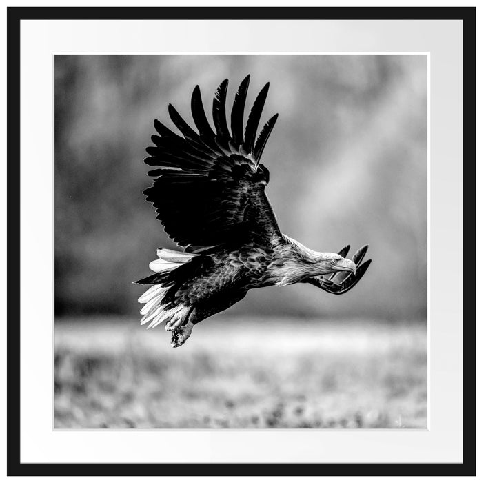 Nahaufnahme Adler bei der Jagd, Monochrome Passepartout Quadratisch 70