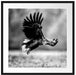 Nahaufnahme Adler bei der Jagd, Monochrome Passepartout Quadratisch 70