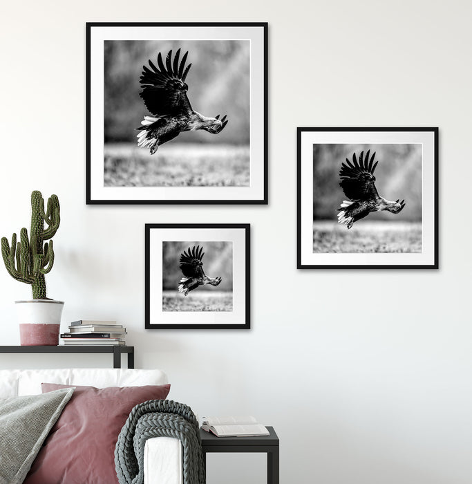Nahaufnahme Adler bei der Jagd, Monochrome Passepartout Wohnzimmer Quadratisch