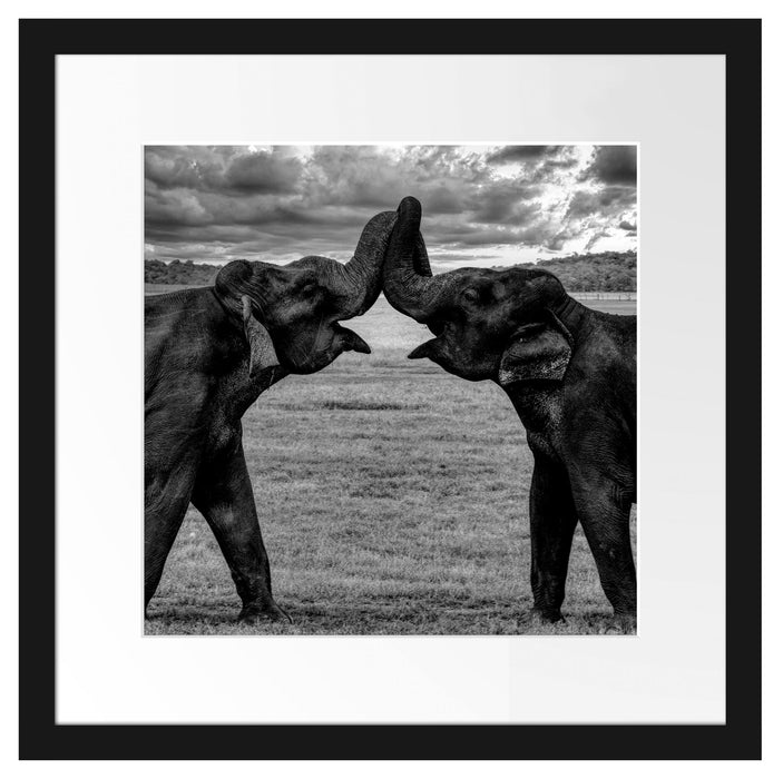 Elefanten Rüssel an Rüssel, Monochrome Passepartout Quadratisch 40