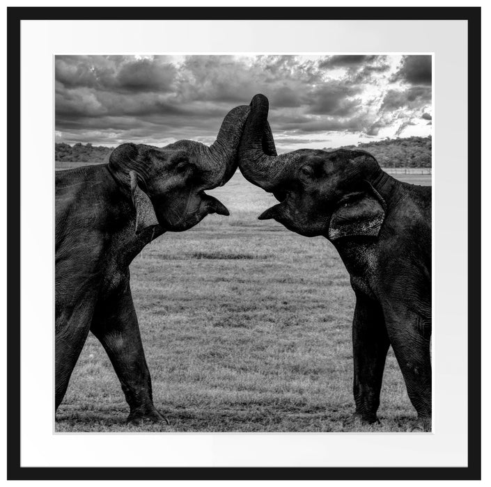 Elefanten Rüssel an Rüssel, Monochrome Passepartout Quadratisch 70