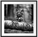 Hund springt über Baumstamm im Wald, Monochrome Passepartout Quadratisch 70