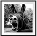 Brüllender Esel im Gehege Nahaufnahme, Monochrome Passepartout Quadratisch 70