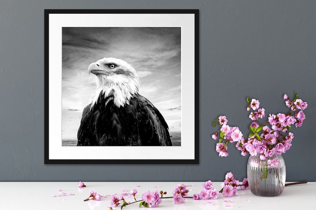 Weisskopfseeadler im Sonnenuntergang, Monochrome Passepartout Detail Quadratisch