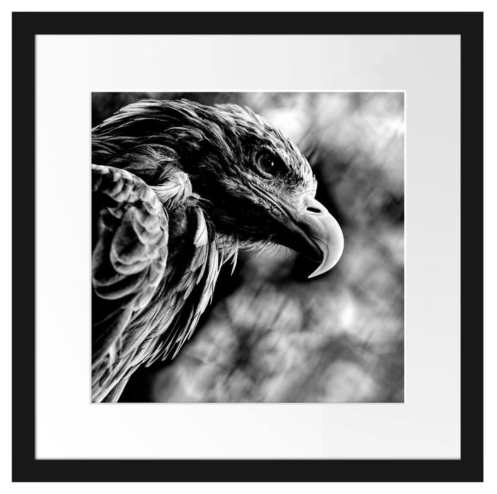 Mächtiger Adler Nahaufnahme, Monochrome Passepartout Quadratisch 40