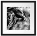 Mächtiger Adler Nahaufnahme, Monochrome Passepartout Quadratisch 40