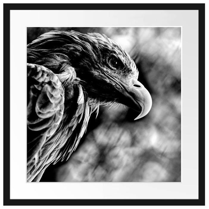 Mächtiger Adler Nahaufnahme, Monochrome Passepartout Quadratisch 55