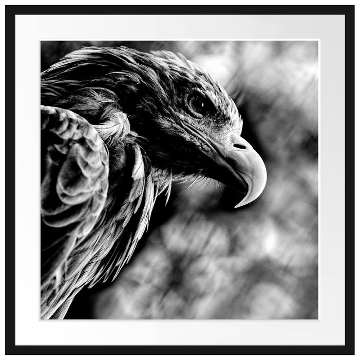 Mächtiger Adler Nahaufnahme, Monochrome Passepartout Quadratisch 70